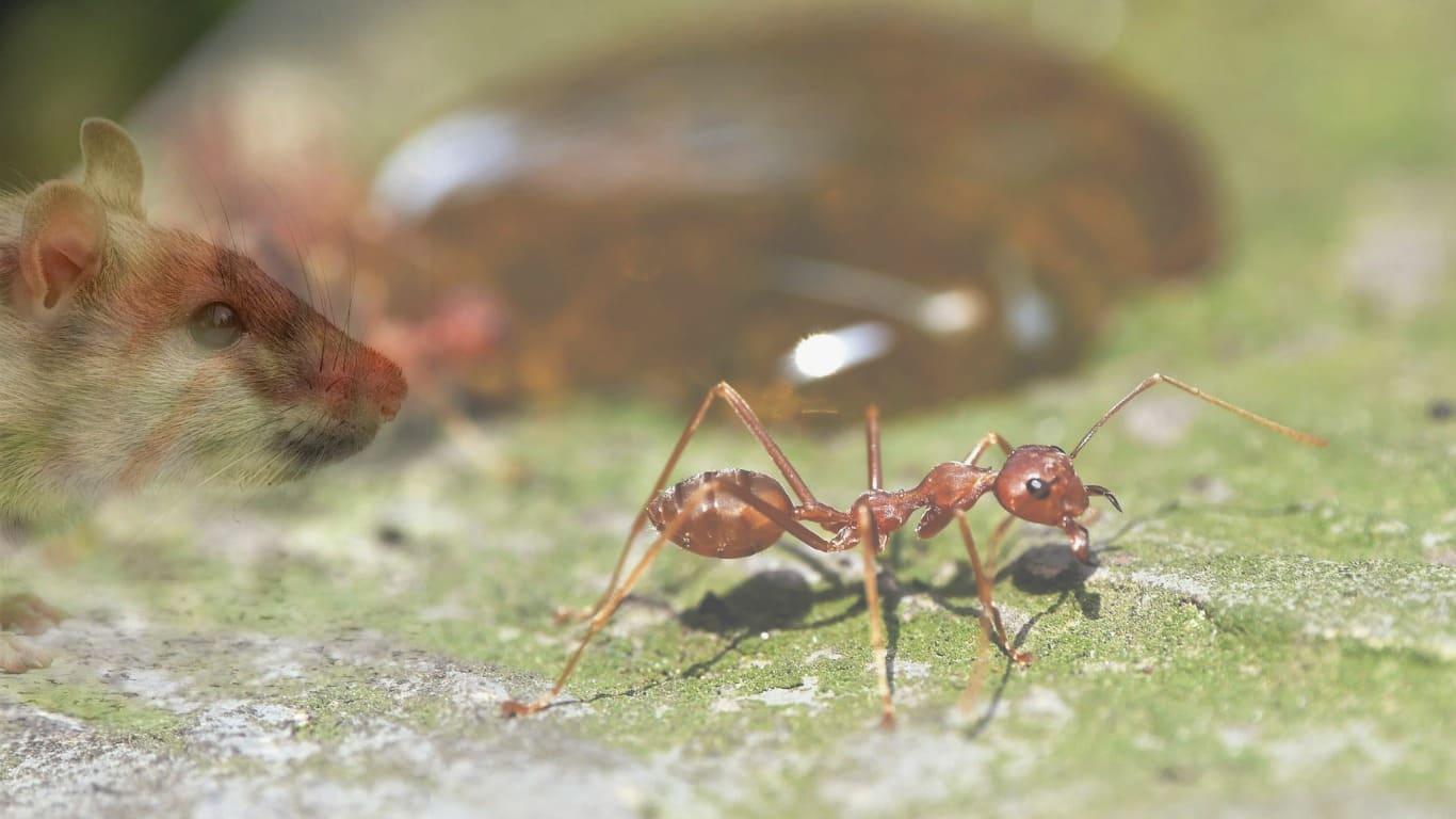 Pest Control
